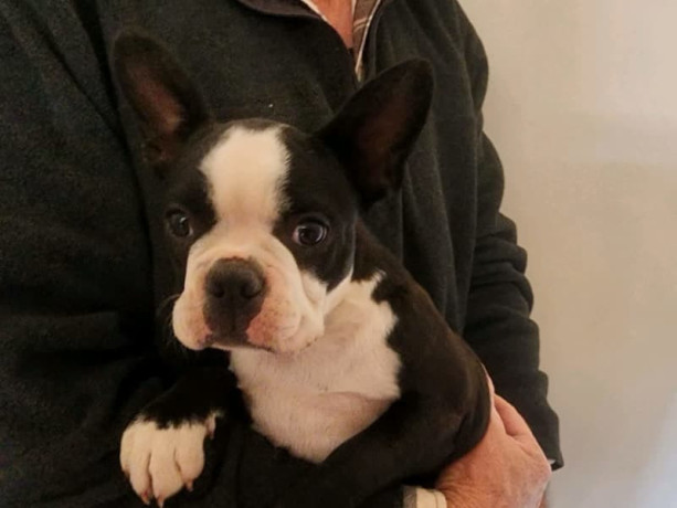 pure-bred-boston-terriers-pups-big-8