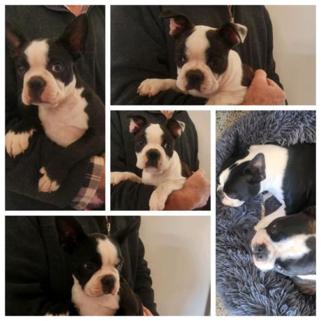 pure-bred-boston-terriers-pups-big-0