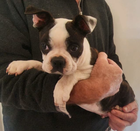 pure-bred-boston-terriers-pups-big-7