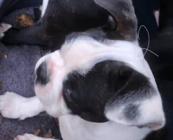 pure-bred-boston-terriers-pups-big-3
