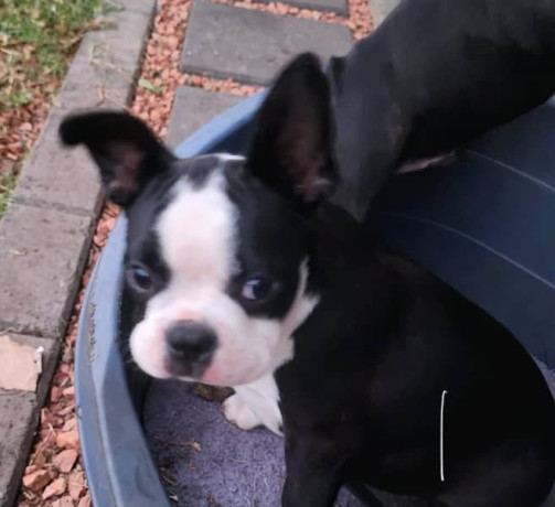 pure-bred-boston-terriers-pups-big-2