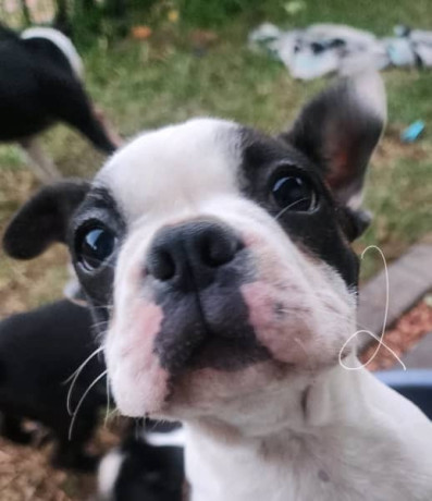 pure-bred-boston-terriers-pups-big-5