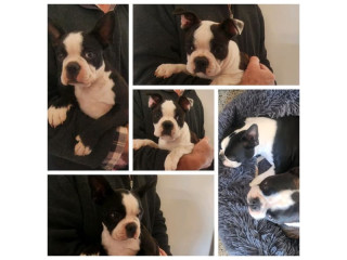Pure bred Boston Terriers Pups