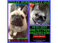 stolen-french-bulldog-from-morganville-4671-qld-small-3