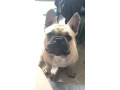 stolen-french-bulldog-from-morganville-4671-qld-small-0