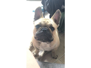 STOLEN FRENCH BULLDOG FROM MORGANVILLE 4671 QLD