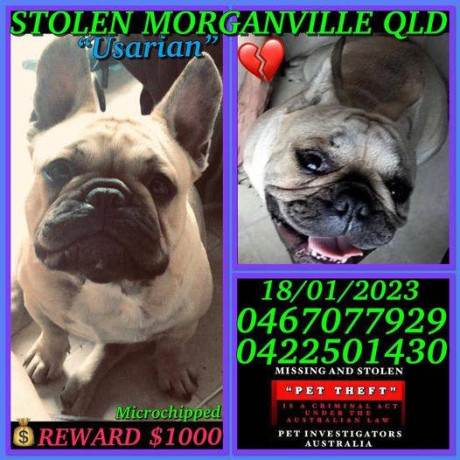 stolen-french-bulldog-from-morganville-4671-qld-big-3