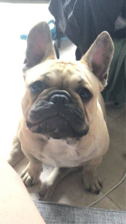 stolen-french-bulldog-from-morganville-4671-qld-big-0