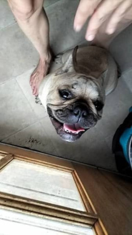 stolen-french-bulldog-from-morganville-4671-qld-big-1