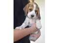 purebred-beagle-pups-small-1