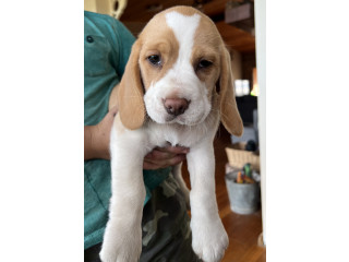 Purebred Beagle pups