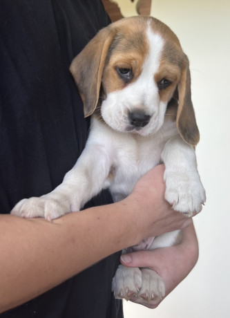 purebred-beagle-pups-big-1