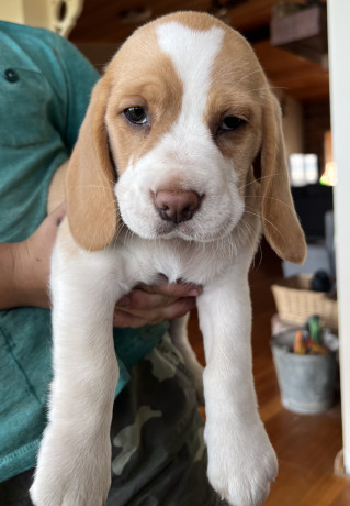purebred-beagle-pups-big-0