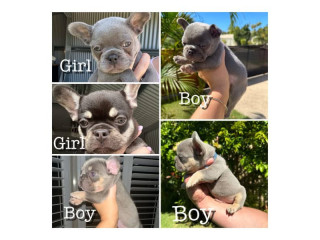 Quality French Bulldog Puppies- fluffy carrier