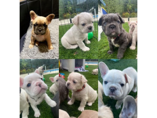 French Bulldog Puppies - Pure Bred , Shorthaired & Fluffy