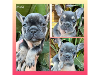 French Bulldog Pedigree Puppies for Sale