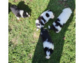 gorgeous-pure-bred-border-collie-pups-small-4