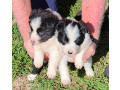 gorgeous-pure-bred-border-collie-pups-small-2