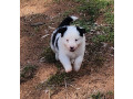 gorgeous-pure-bred-border-collie-pups-small-0