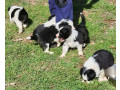 gorgeous-pure-bred-border-collie-pups-small-5