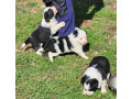 gorgeous-pure-bred-border-collie-pups-small-1