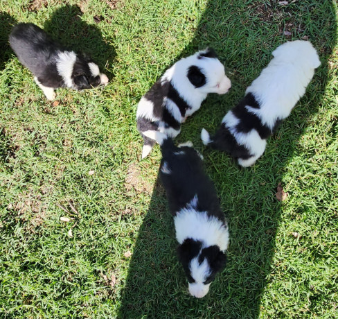 gorgeous-pure-bred-border-collie-pups-big-4