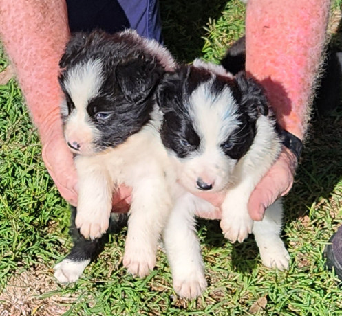 gorgeous-pure-bred-border-collie-pups-big-2