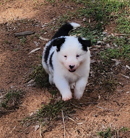 gorgeous-pure-bred-border-collie-pups-big-0