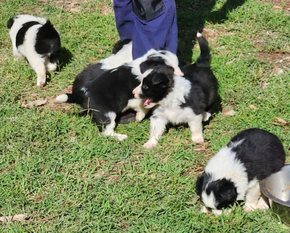 gorgeous-pure-bred-border-collie-pups-big-5