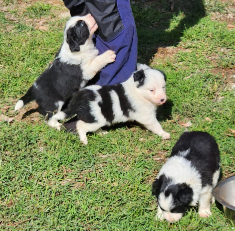gorgeous-pure-bred-border-collie-pups-big-1