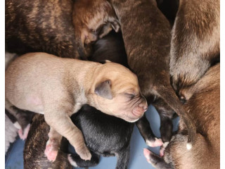 Bullmastiff (Mum) Cross Wolfhound (Dad) Puppies
