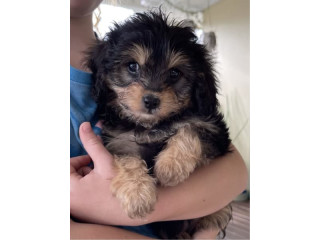 Toy Cavoodle Ready Now DNA Clear RPBA
