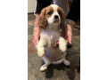 pure-breed-king-charles-cavaliers-small-0