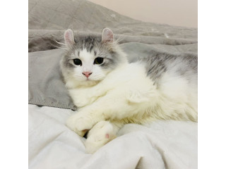 Lovely Kitten for sale