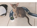 abyssinian-kittens-available-small-0