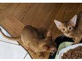 abyssinian-kittens-available-small-1