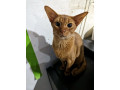 abyssinian-kittens-available-small-2