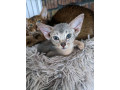 abyssinian-kittens-available-small-4