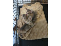 abyssinian-kittens-available-small-5