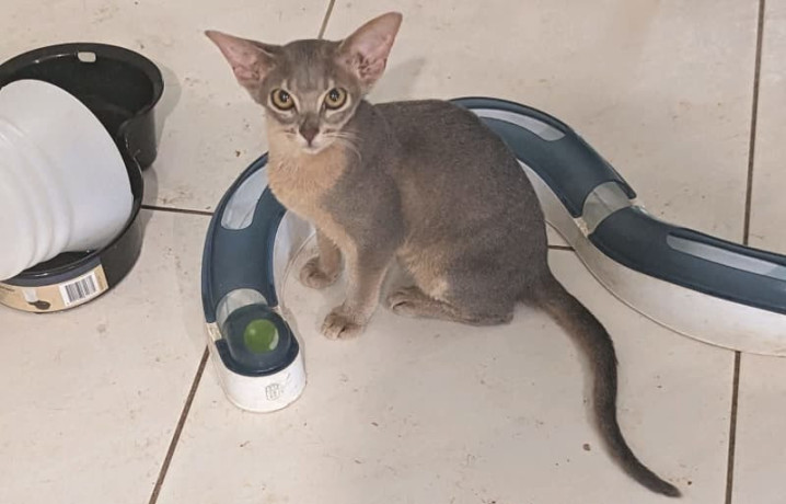abyssinian-kittens-available-big-0