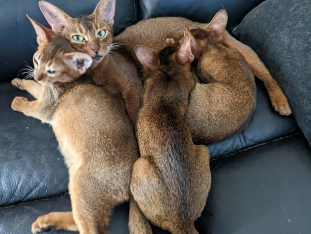 abyssinian-kittens-available-big-3