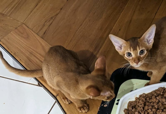 abyssinian-kittens-available-big-1