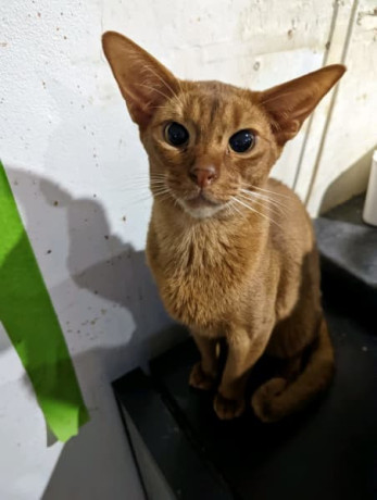 abyssinian-kittens-available-big-2