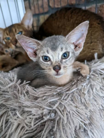 abyssinian-kittens-available-big-4