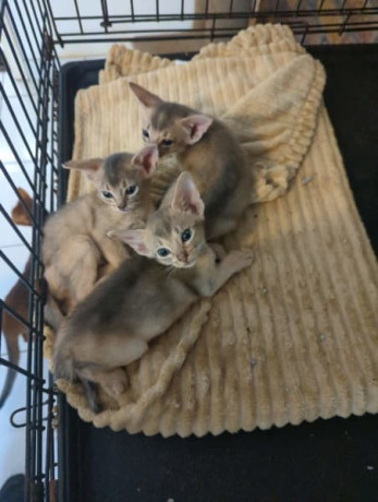 abyssinian-kittens-available-big-5