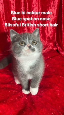 purebred-pedigree-british-shorthair-kittens-big-2