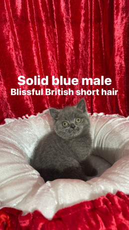 purebred-pedigree-british-shorthair-kittens-big-8