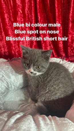purebred-pedigree-british-shorthair-kittens-big-1
