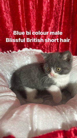 purebred-pedigree-british-shorthair-kittens-big-7