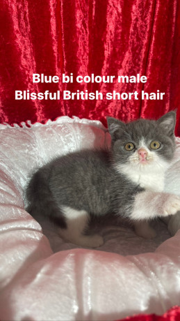 purebred-pedigree-british-shorthair-kittens-big-5